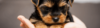 Cachorro de Yorkshire Terrier Mini Toy tumbado sobre unas manos humanas, con pelaje negro y fuego, expresión tranquila y fondo desenfocado; imagen pensada para ilustrar un entorno acogedor en el contexto de comprar yorkshire terrier en Paradispets.