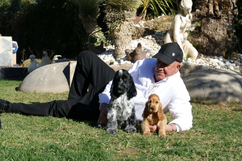 Un hombre sonriente tumbado en la hierba al aire libre con dos perros Cocker Spaniel, uno negro y blanco y otro dorado, simbolizando la conexión afectuosa entre las mascotas y sus dueños.