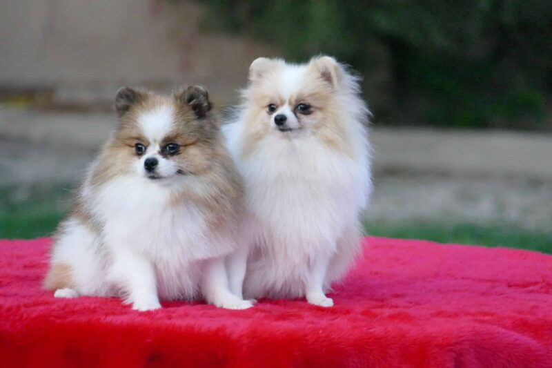 Perros Pomerania de Pedigri PAradis Pets y cuando dejan de crecer