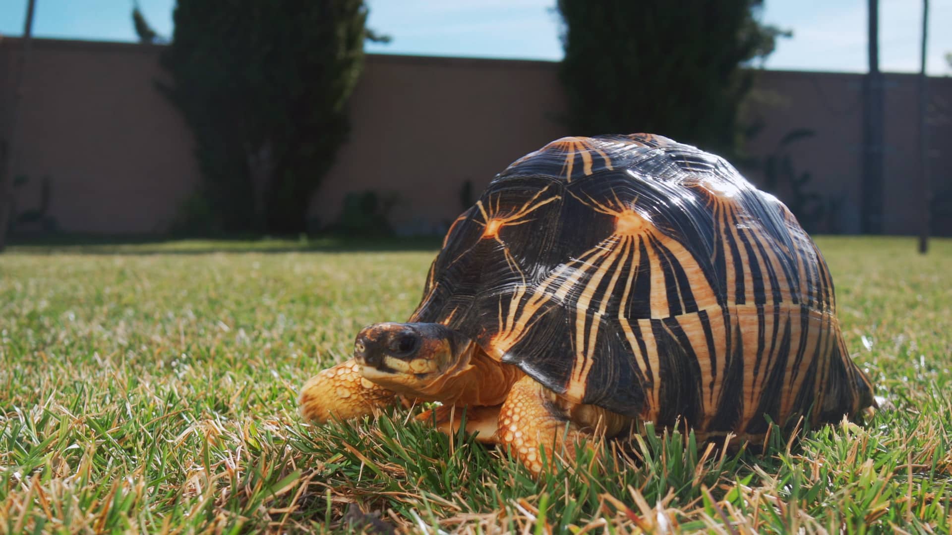 Tortuga Astrochelys radiata - ParadisPets