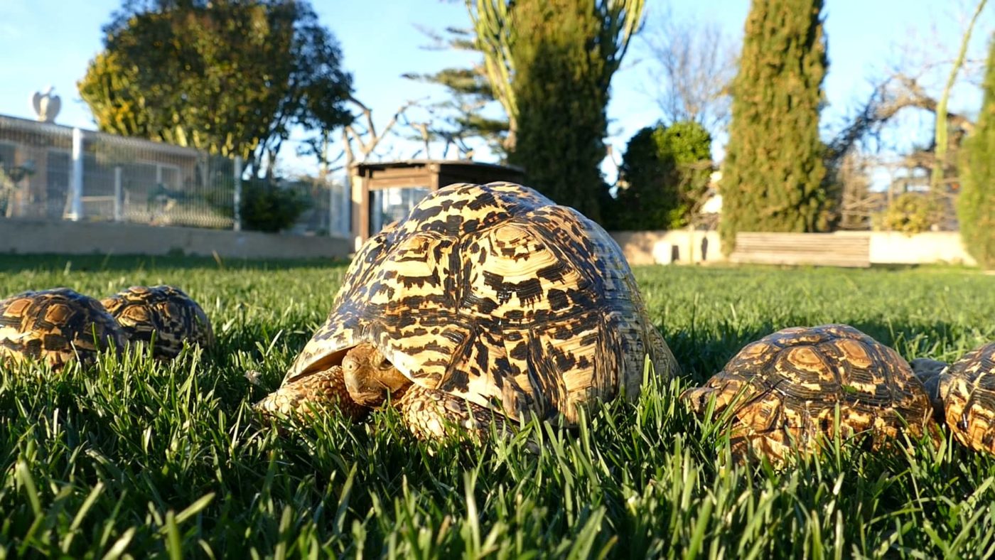 Grupo de tortugas Stigmochelys pardalis en primer plano en un campo de hierba, con árboles y un cielo azul claro al atardecer