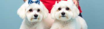 Pareja de Bichón Maltés con lazos de colores de Paradispets.
