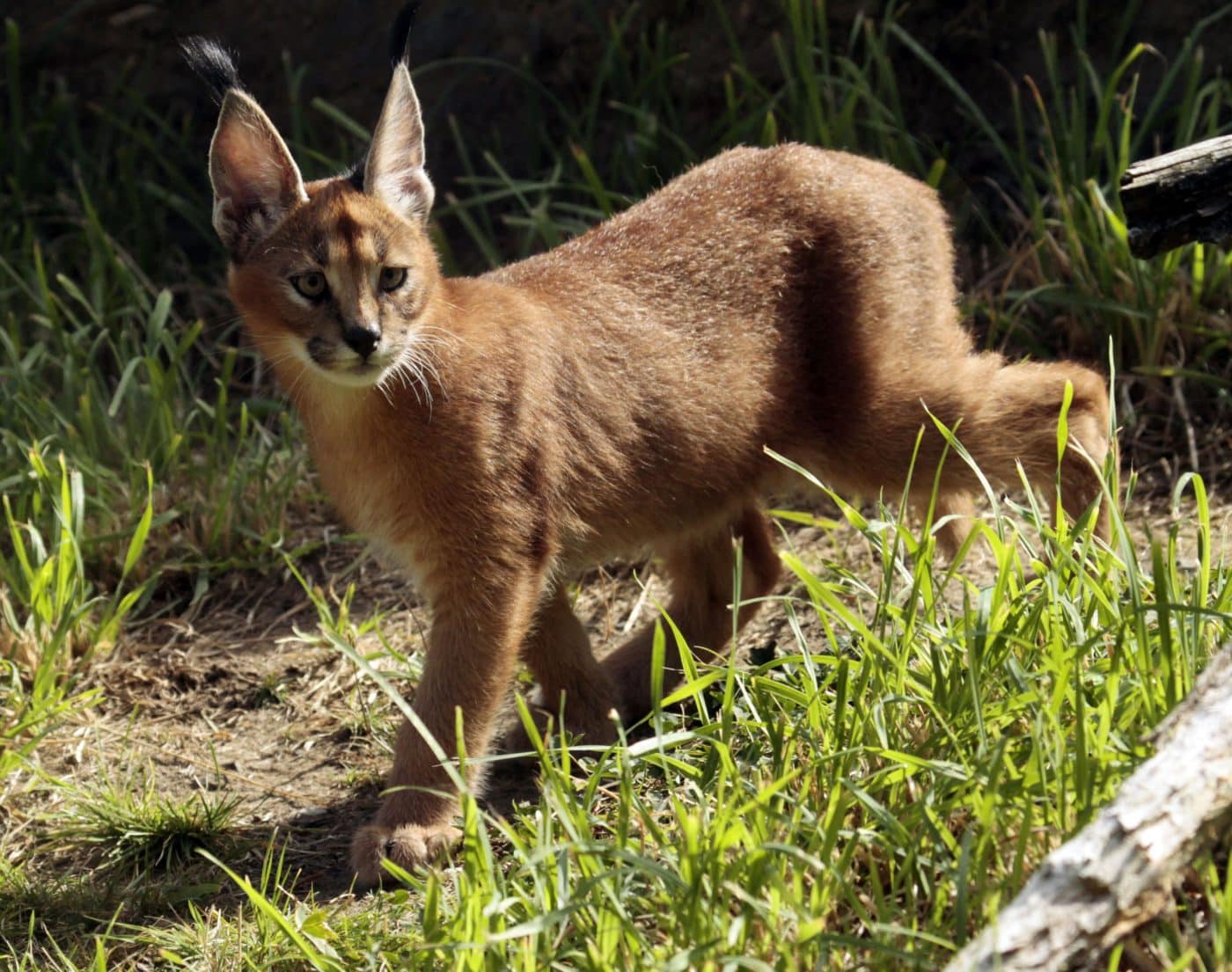 Un joven gato Caracal caminando sobre la hierba, con sus características orejas puntiagudas y pelaje rojizo