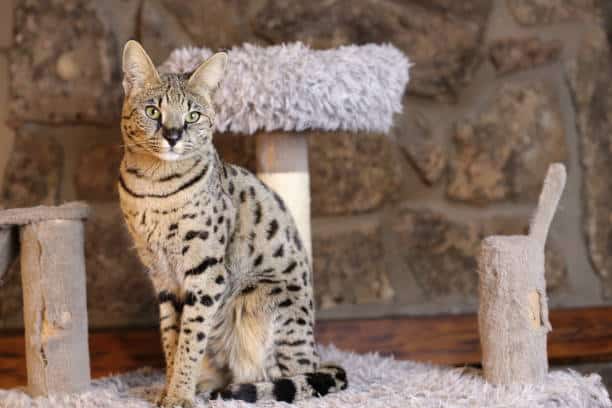 Un gato Savannah con pelaje moteado posando junto a un rascador en una habitación con paredes de piedra