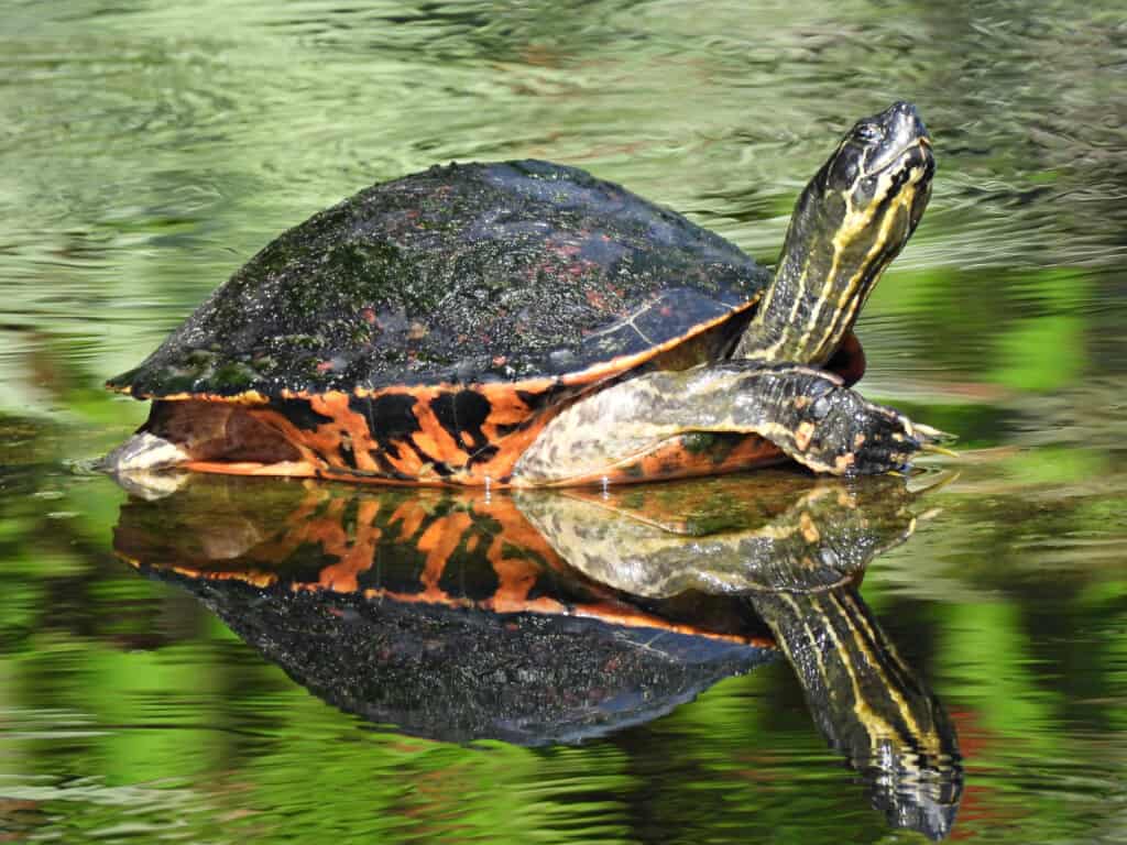 Una tortuga de agua dulce con caparazón oscuro y manchas anaranjadas descansa sobre el agua, reflejando su imagen en la tranquila superficie del río.
