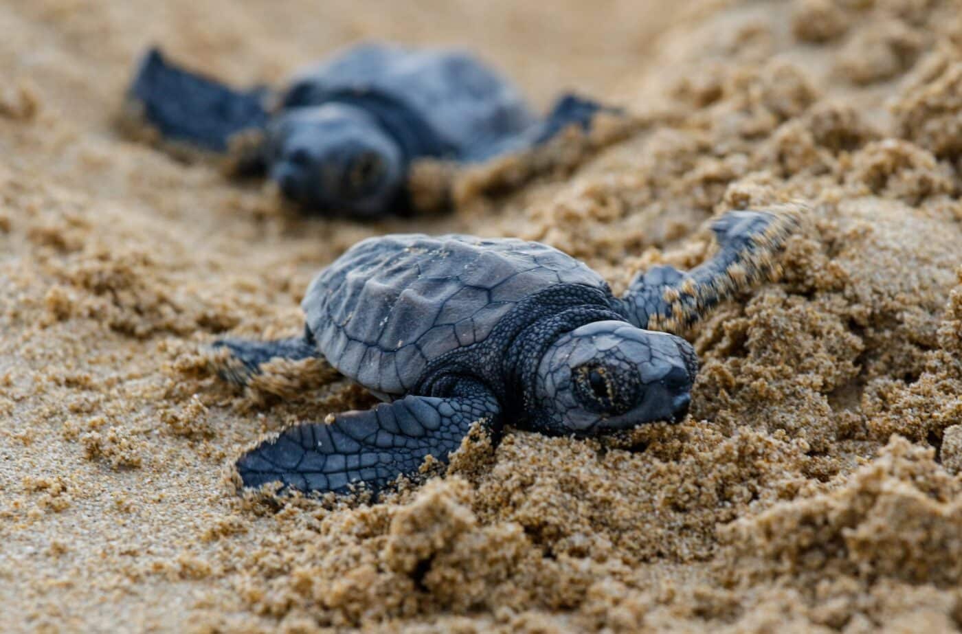 Crías de tortuga marina recién nacidas arrastrándose por la arena hacia el mar