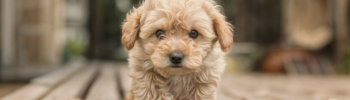 Cachorro de perro Maltipoo caminando sobre una plataforma de madera, mostrando su pelaje hipoalergénico y rizado, ideal para personas con alergia al pelo de los perros