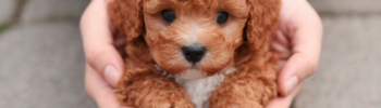 caniche toy rojo en venta