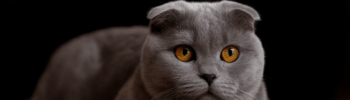 Gato escocés gris de Paradispets con orejas caídas y ojos ámbar intensos tumbado sobre una alfombra