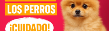 Imagen de un perro Pomerania junto a un cartel de advertencia sobre bultos en perros, usada por Paradispets para informar sobre salud canina.
