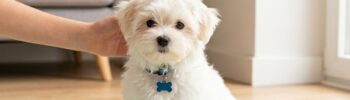 desparasitación en perros