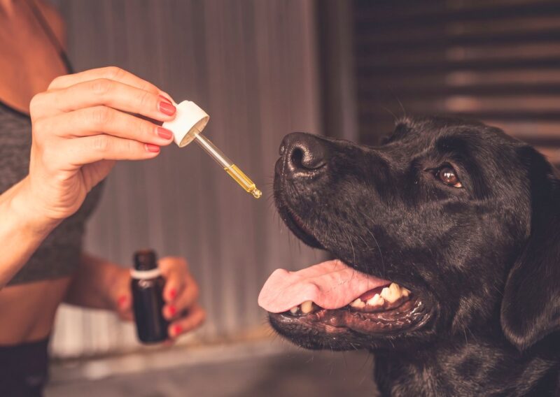 aceite de salmón para perros