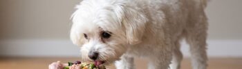 dieta BARF para perros