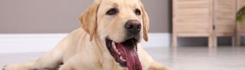 golpe de calor en perros