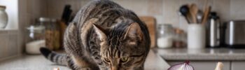 alimentos tóxicos para gatos